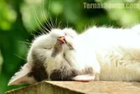 Makanan untuk kucing bulu rontok Makanan untuk kucing bulu rontok