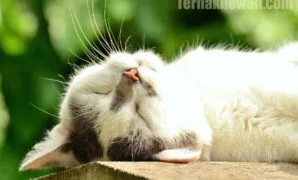 Makanan untuk kucing bulu rontok