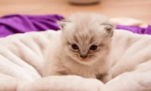 cara perawatan kucing persia