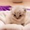 cara perawatan kucing persia cara perawatan kucing persia