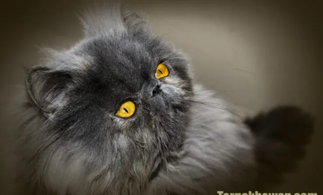 cara perawatan kucing persia