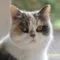 cara perawatan kucing persia cara perawatan kucing persia