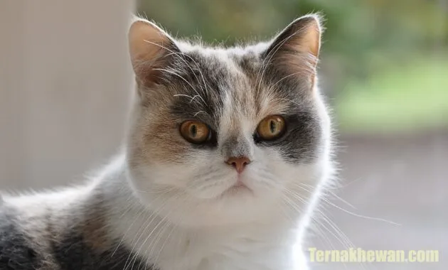 cara perawatan kucing persia