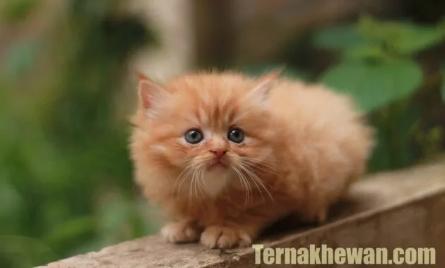 cara perawatan kucing persia