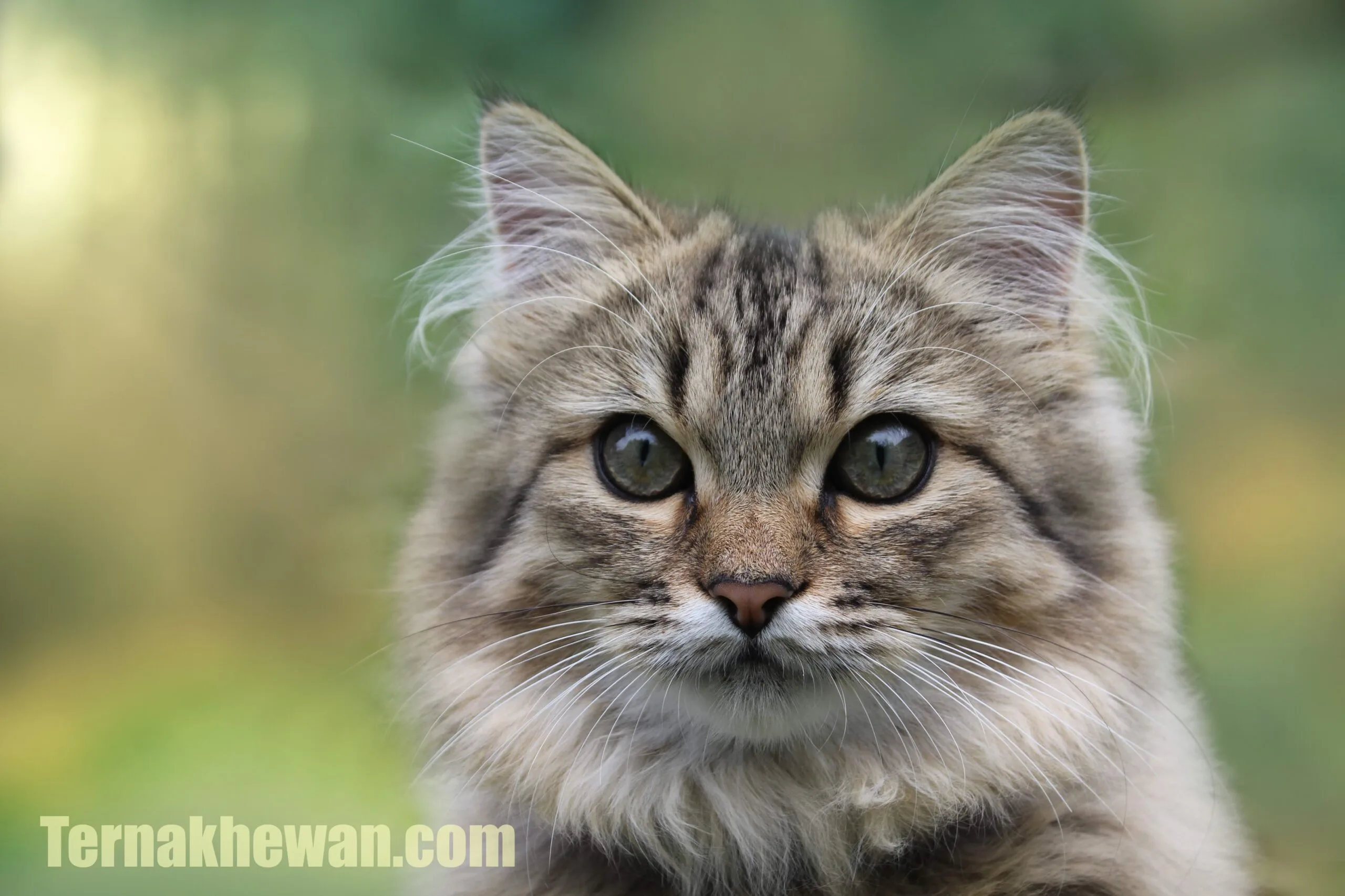cara perawatan kucing persia