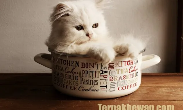 cara perawatan kucing persia