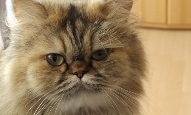 cara perawatan kucing persia