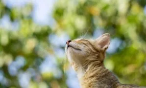 Cara merawat anak kucing umur 2 bulan Cara merawat anak kucing umur 2 bulan