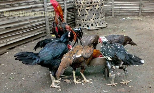 ternak ayam bangkok