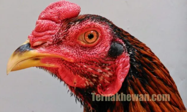 ternak ayam bangkok