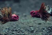 ternak ayam bangkok