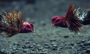 ternak ayam bangkok ternak ayam bangkok