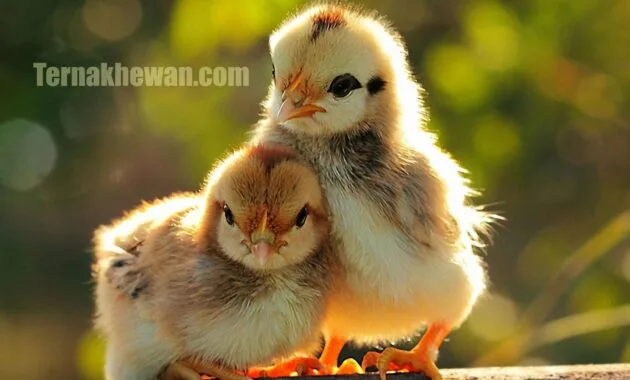 Ternak ayam bangkok