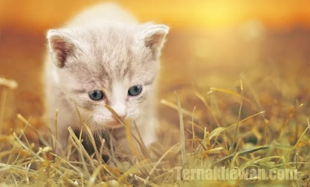 Merawat bulu kucing agar tidak rontok