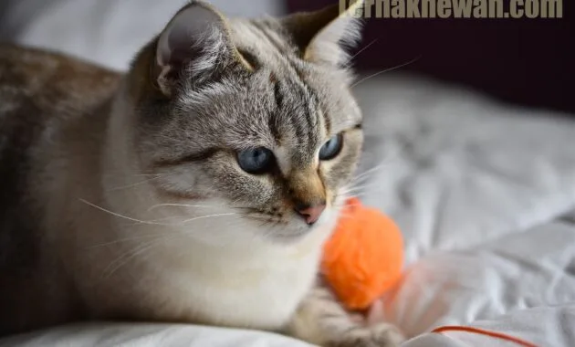 Merawat bulu kucing agar tidak rontok