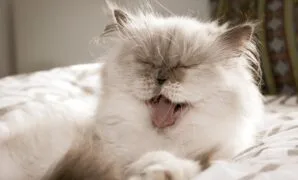 Perawatan anak kucing persia