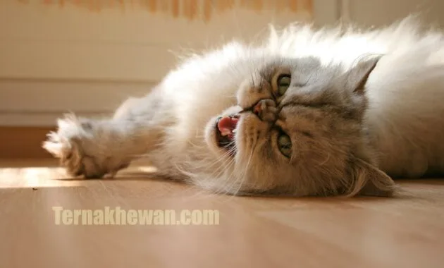 Perawatan anak kucing persia