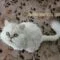 Perawatan anak kucing persia Perawatan anak kucing persia