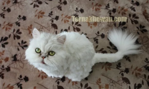 Perawatan anak kucing persia