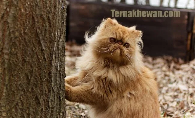 Perawatan anak kucing persia