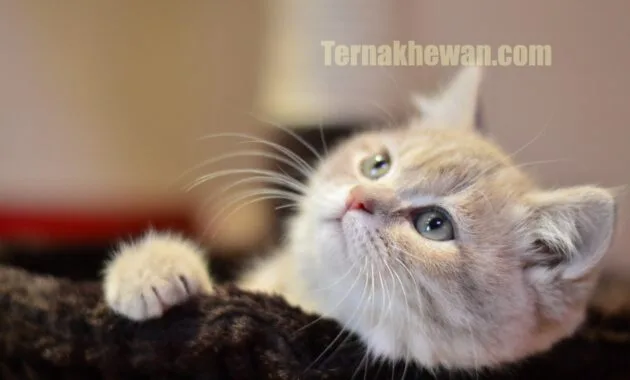 Perawatan anak kucing persia