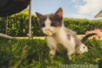 makanan terbaik untuk anak kucing makanan terbaik untuk anak kucing