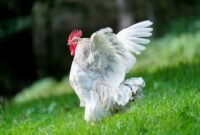 cara ternak ayam broiler yang menguntungkan