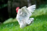 cara ternak ayam broiler yang menguntungkan