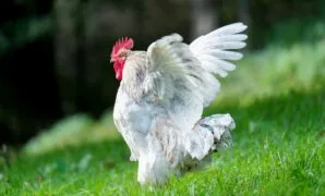 cara ternak ayam broiler yang menguntungkan cara ternak ayam broiler yang menguntungkan