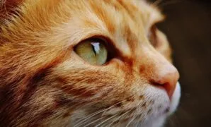 Makanan yang baik untuk kucing