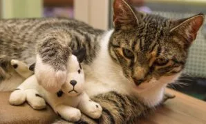 Cara menghilangkan kutu kucing secara alami Cara menghilangkan kutu kucing secara alami