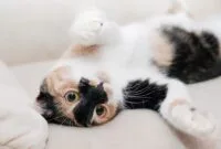 cara memelihara anak kucing cara memelihara anak kucing