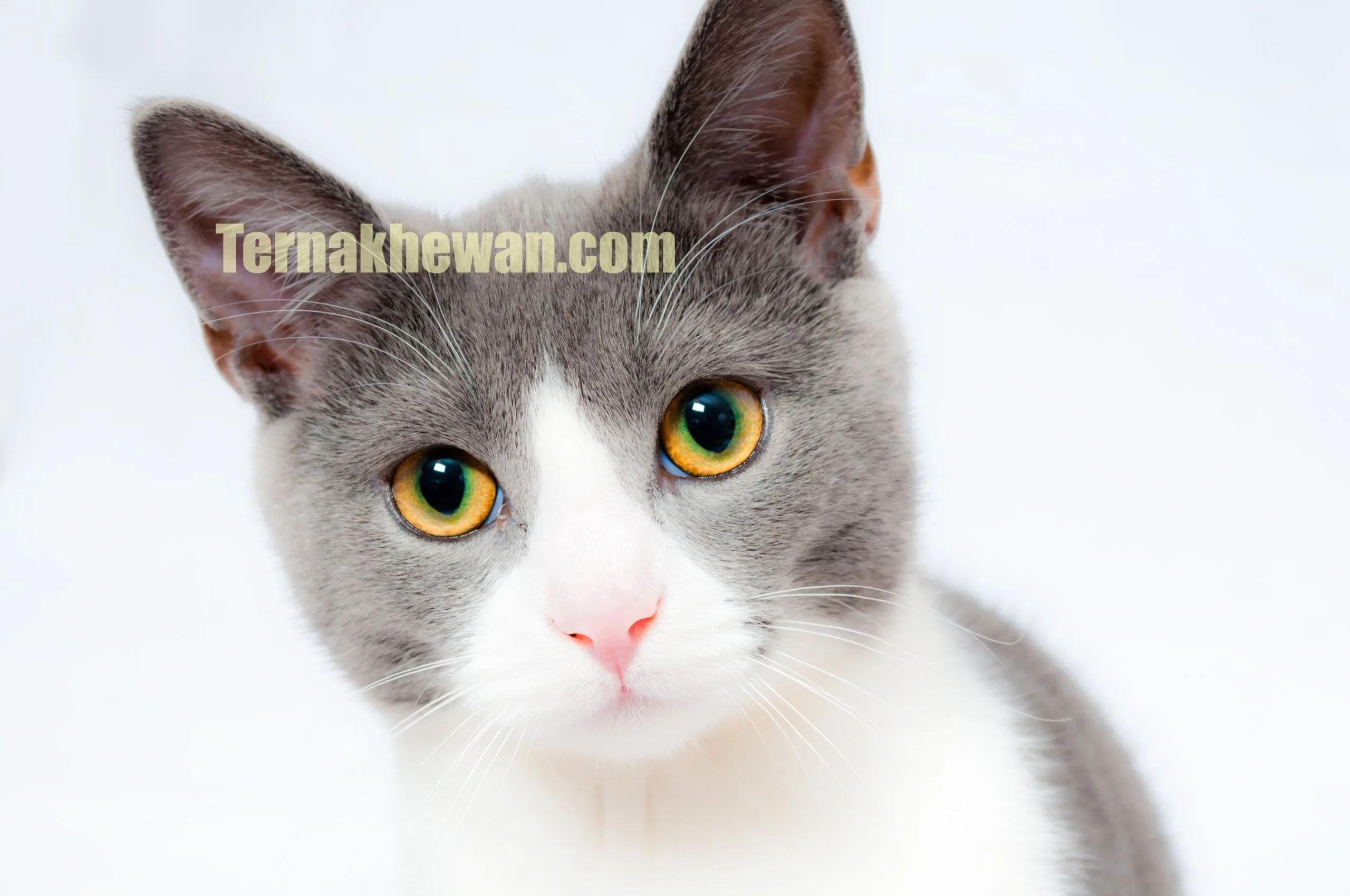 cara memelihara anak kucing