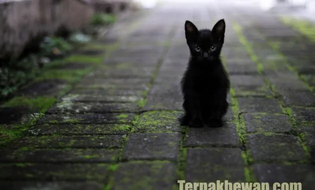 cara memelihara anak kucing
