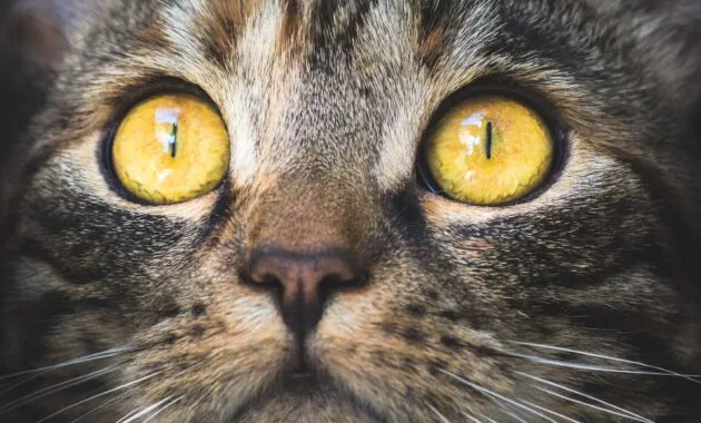 cara memelihara anak kucing