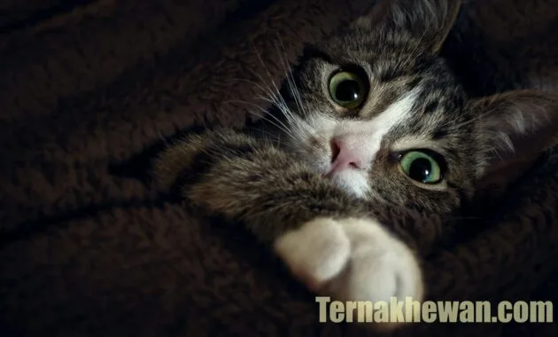 cara memelihara anak kucing