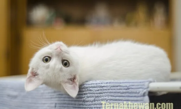 cara memelihara anak kucing