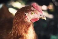 cara berternak ayam pedaging