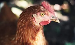 cara berternak ayam pedaging