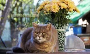 Makanan untuk kucing kampung Makanan untuk kucing kampung