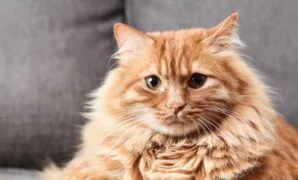 Cara mengatasi kucing mencret Cara mengatasi kucing mencret