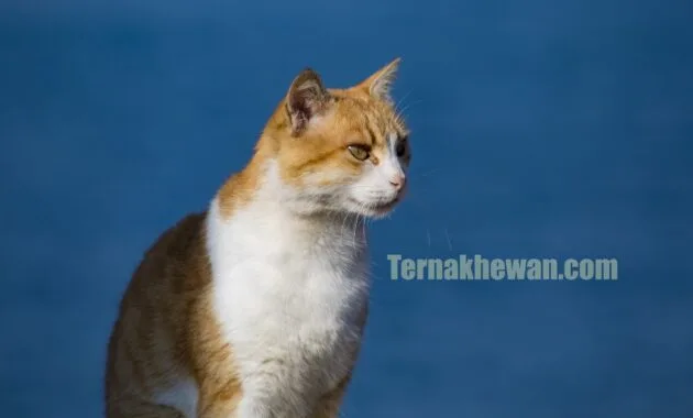 Makanan untuk kucing kampung