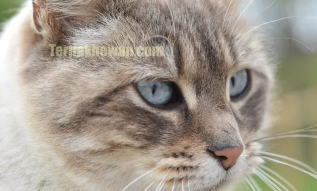 Makanan untuk kucing kampung