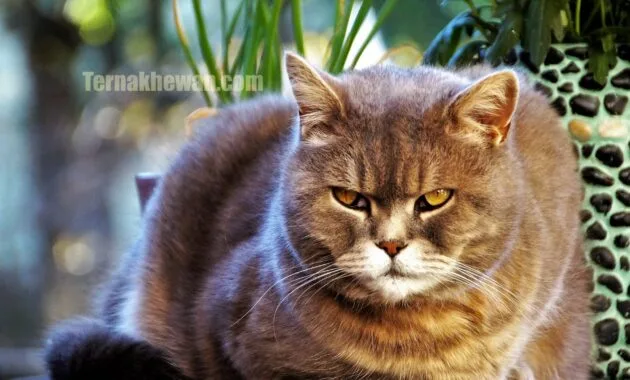 Makanan untuk kucing kampung