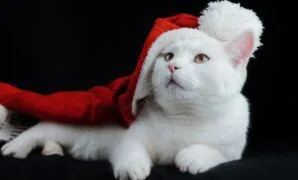 merawat anak kucing 1 bulan