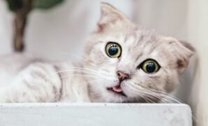 Cara mengatasi kucing yang tidak mau makan