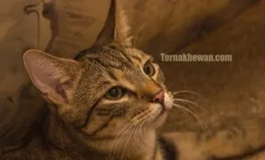 Kucing tidak mau makan dan lemas Kucing tidak mau makan dan lemas