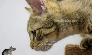 Kucing tidak mau makan dan mencret Kucing tidak mau makan dan mencret