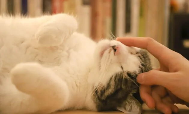 merawat bulu kucing agar tidak rontok