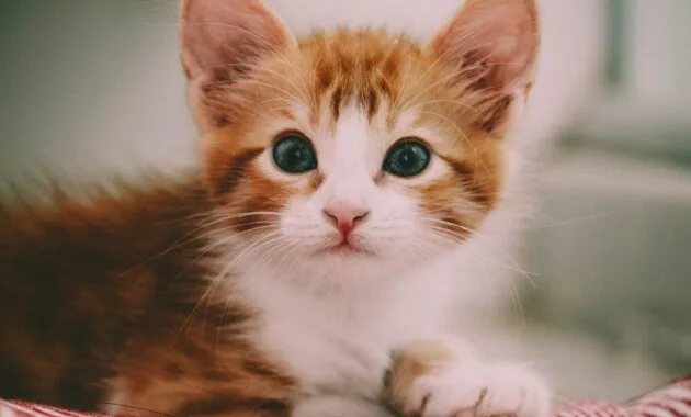 merawat bulu kucing agar tidak rontok